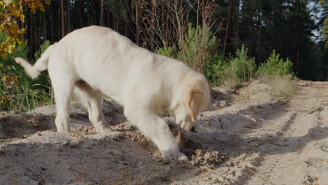 Ein-Schneidiger,-Dummer-Hund-Gräbt-Ein-Loch-In-Den-Sand.-Verbraucht-Angesammelte-Energie