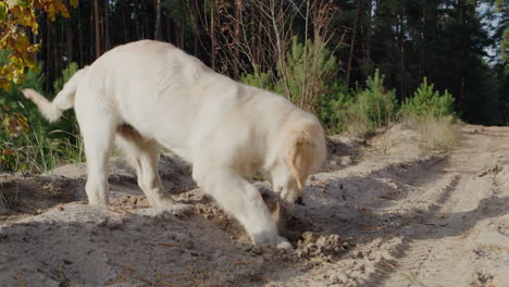 un perro estúpido y lujoso cava un agujero en la arena. consume energía acumulada.