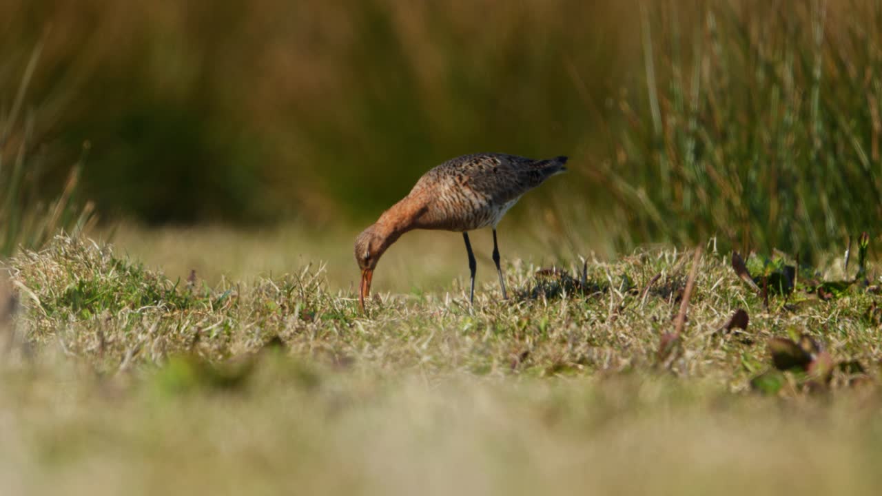 Black-tailed Godwit Feeding in a Marsh