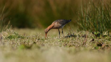 black-tailed godwit feeding in a marsh