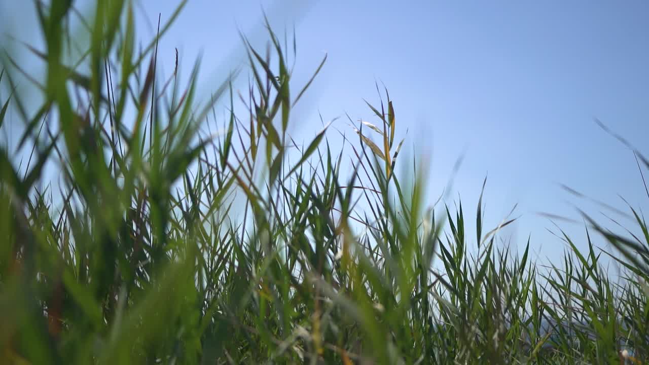 cañas meciéndose en el viento, en la playa de jamaica, sirmione, lago garda, lago de garda, italia