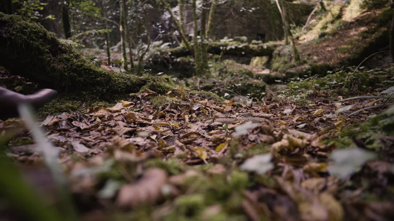 Piedi di una donna che camminano nel bosco con foglie secche cadute a terra.