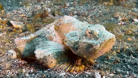 White-flasher-scorpionfish-motionless-on-sandy-bottom,-the-starts-to-move-left-to-right