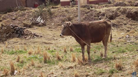 Braune-Kuh-Gefesselt-Im-Feld-Cusco-Peru