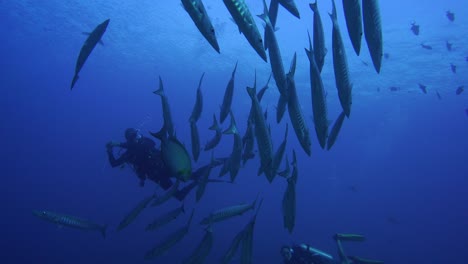 lots of silver shining barracudas swimming in the deep with a diver behind them