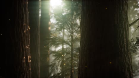 wild pine forest at sunrise