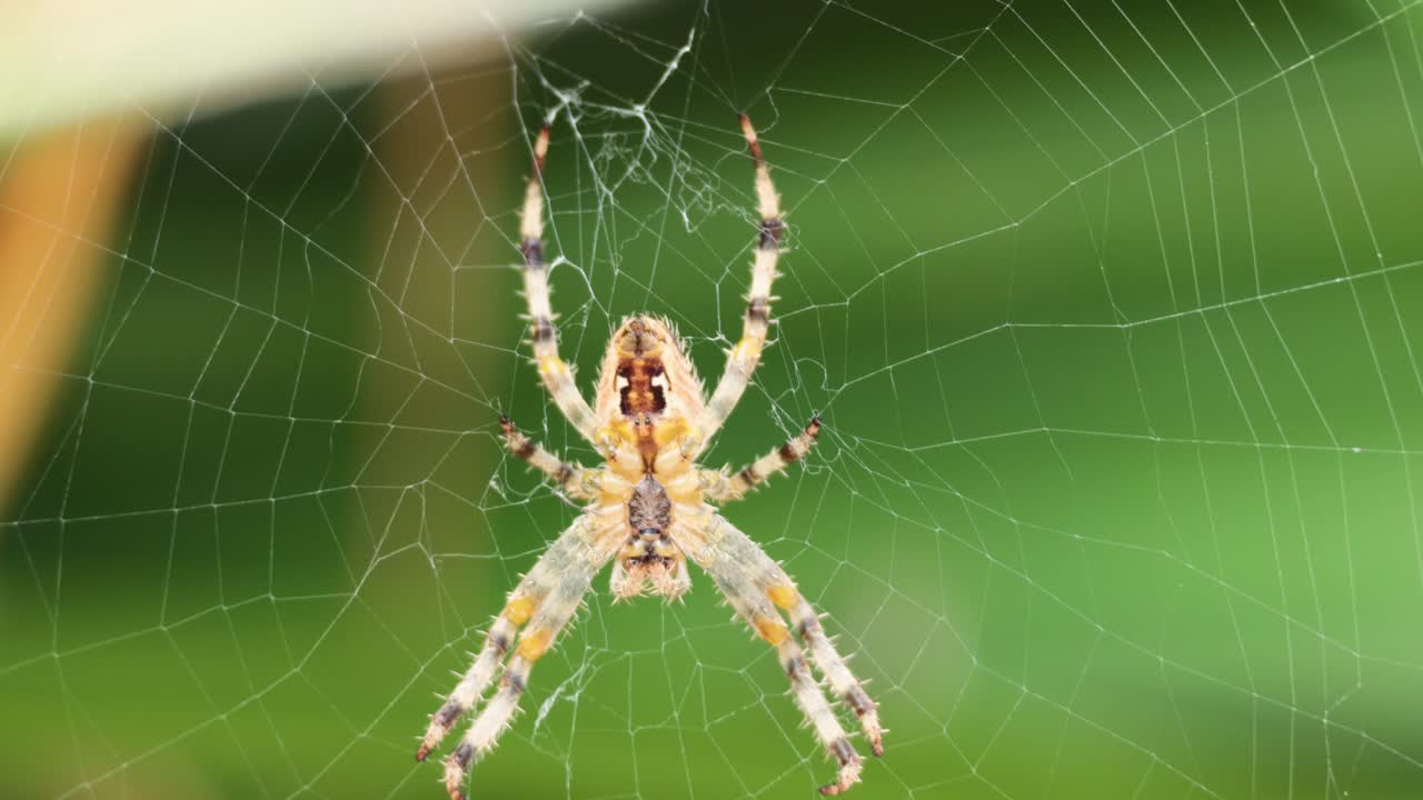 동 서섹스 브라이튼에서 거미줄을 는