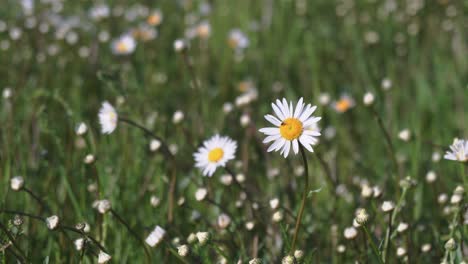 Gänseblümchen-Mit-Einer-Fliege-Und-Anderen-Margeriten-Im-Hintergrund,-Die-Beste-Filmische-Aufnahme,-Nahaufnahme