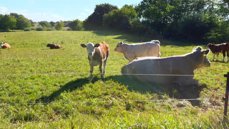 on a meadow mother cows with calves are lying in the sun-1