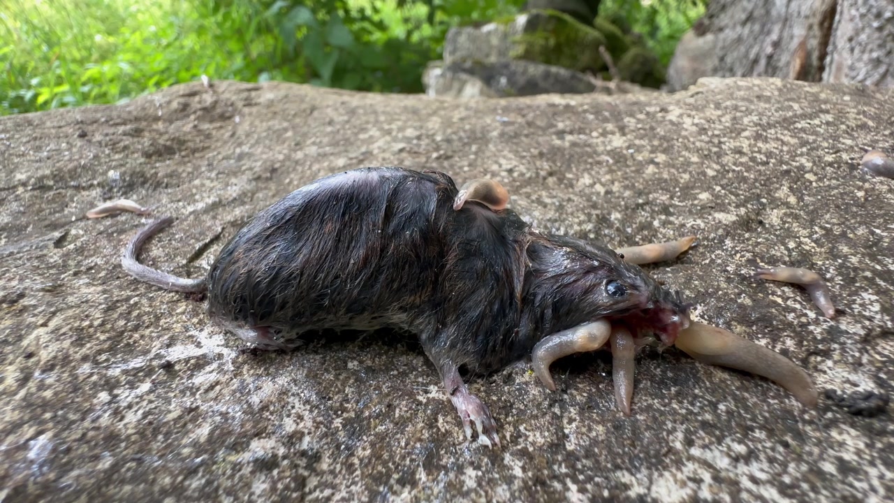 Sorthovedede snegle (Krynickillus melanocephalus) spiser en mus, der rådner på en sten. Dobbelt hastighed.