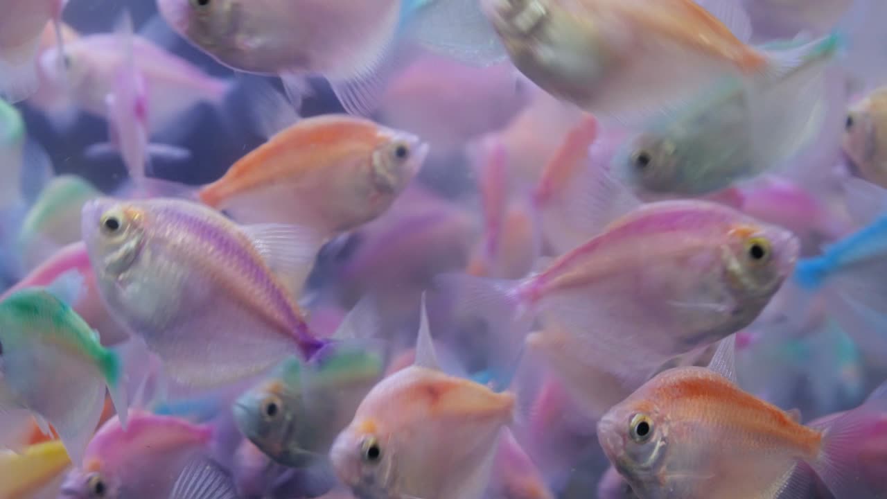 다채로운 물고기