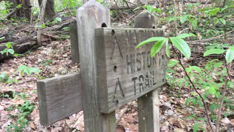 [hand-held-pan shot] entering hiking trail in the nature | beautiful trees with green leaves