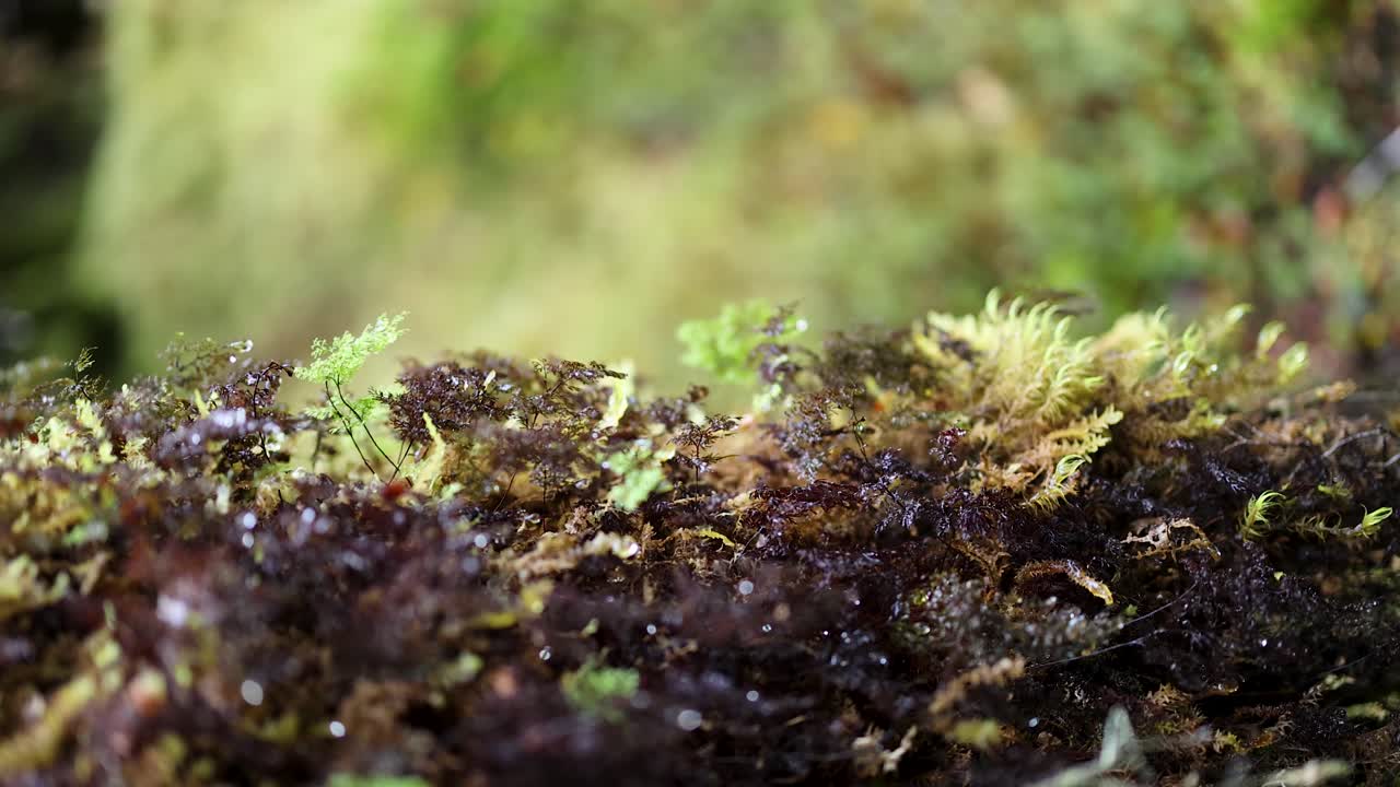 Macro shot pans slowly over vibrant moss and young fern sprouts on a damp forest floor, with soft natural daylight and shallow depth of field