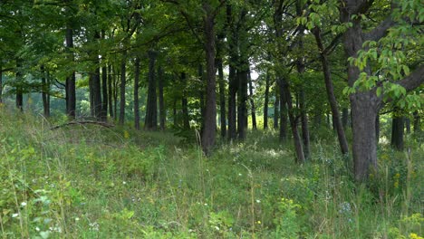 a summer in the forest with the grass waving in the small breeze