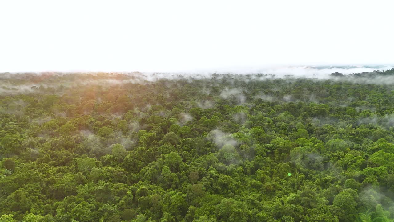 Vista aerea di una foresta pluviale lussureggiante coperta di nebbia