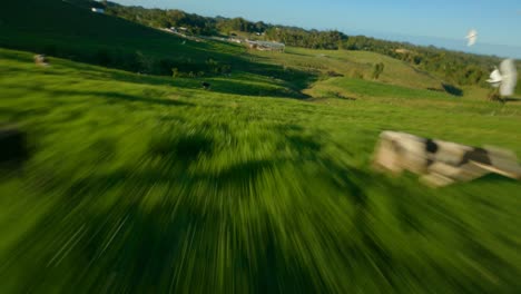 granja y vacas corriendo drone shot fpv 1