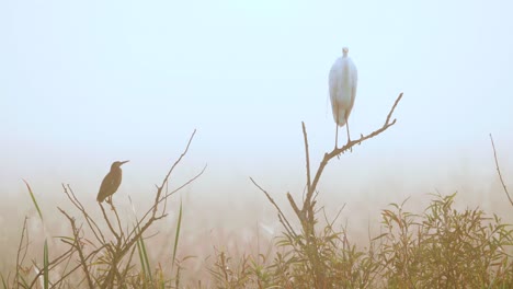 white-egret-head-throw-and-green-heron-perched-on-branches-in-foggy-morning-at-swamp