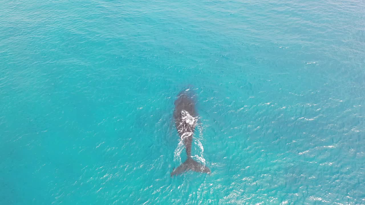 쿡 제도 - 라로통가 고래 관찰 5