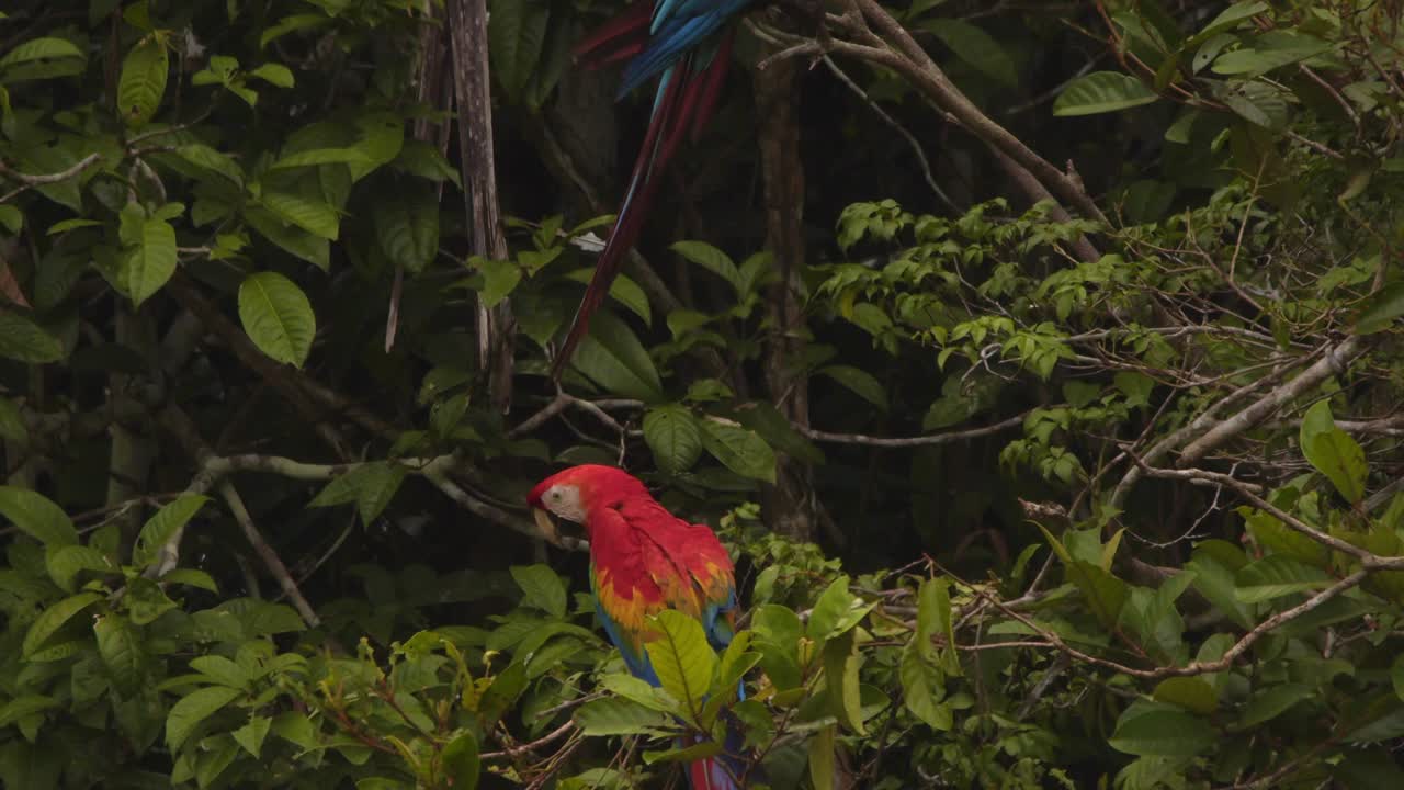Tilt Down from and Green winged macaw to a Scarlet macaw sitting in the Rain forest canopy of tambopata