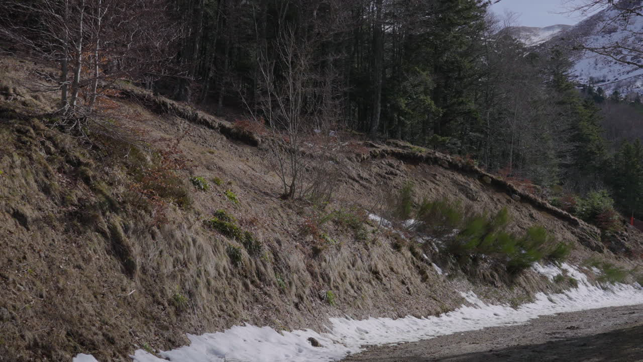 Pan across a forest path with snow patches, snowy mountain in the background