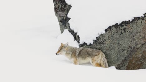 coyote en busca de comida en el invierno en montana