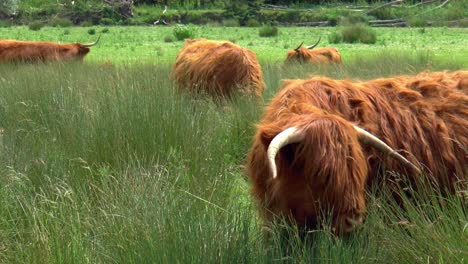 a herd of highland cows is grazing in a meadow