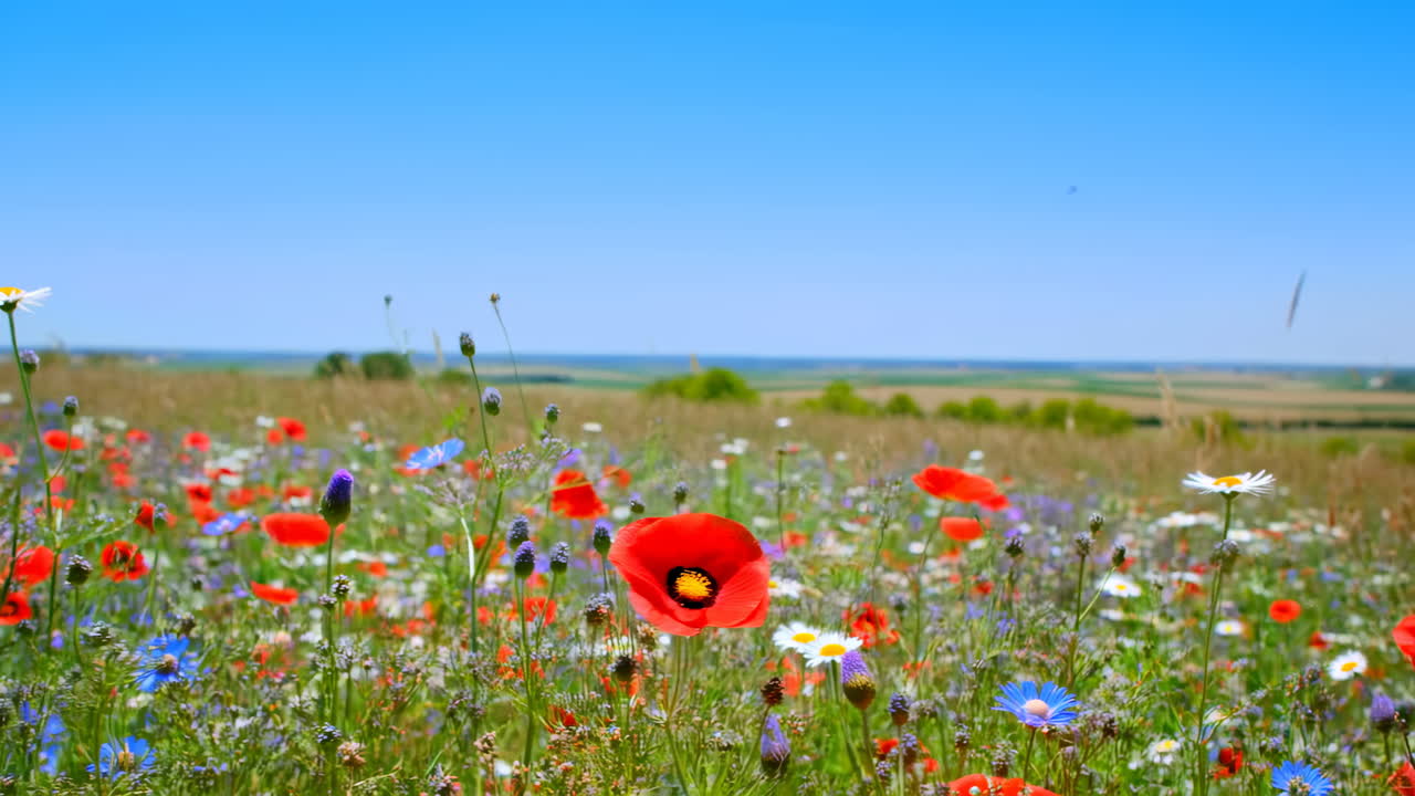 Campo di fiori di campo vivaci con papaveri, margherite e fiordalisi sotto un cielo blu