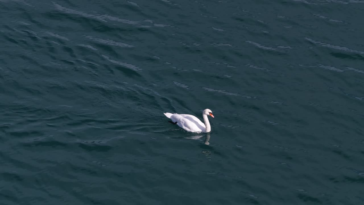 Graceful white swan gliding across clear blue waters of Walensee in Switzerland