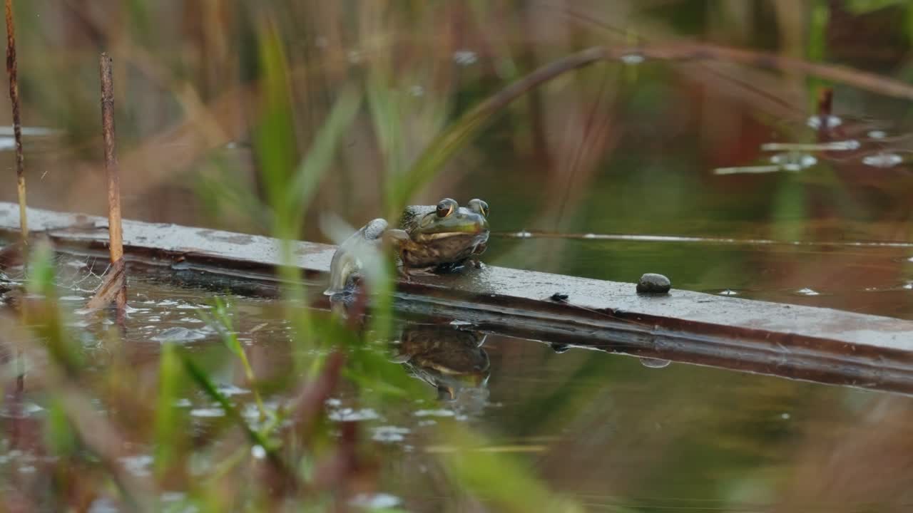 Frog resting on a wooden log in a small pond surrounded by reeds, North America, Quebec, Montreal, Canada.