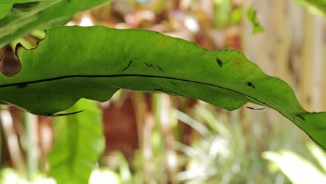 Moving-leaf-by-the-wind,-close-up-static-shot