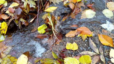 Plätschernder-Bach-Mit-Herbstlaub-In-Zeitlupe