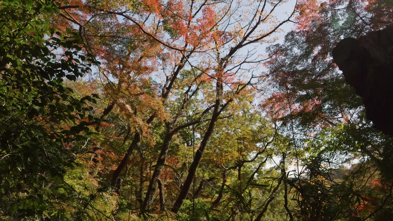 놀라운 밀집된 가을 색의 숲, 실루 느린 동작 촬영