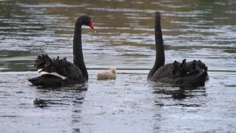 Schwarze-Schwanenfamilie-Zusammen-Auf-Einem-Teich-In-Zeitlupe