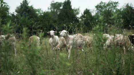 small flock of sheep and goats