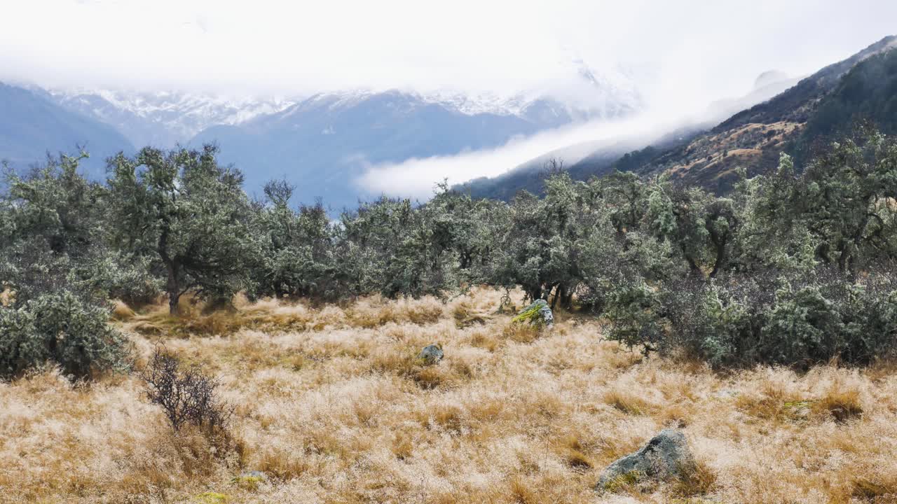 new zealand's rees valley shrubs with mountains in background