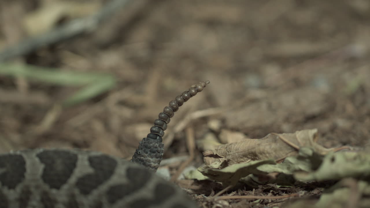 замедленная съемка гремучей змеи