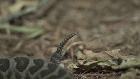 vista en cámara lenta de una serpiente de cascabel