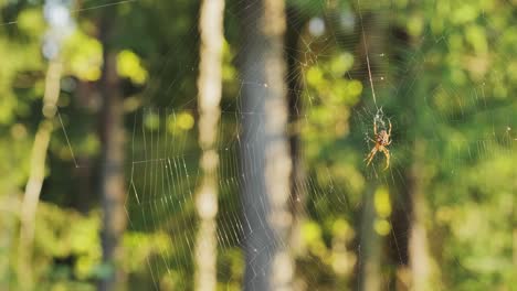 spider slowly swaying in the wind and eating, while insect enters the frame.
