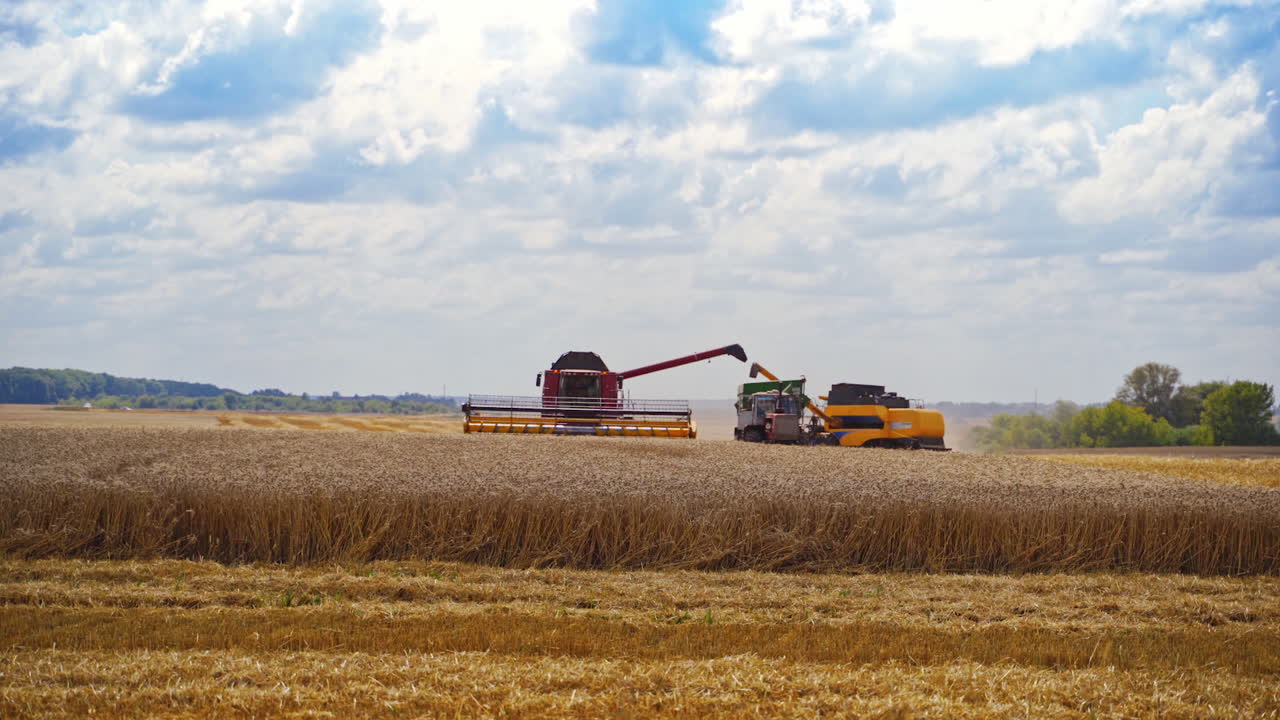 Combine Harvester Cutting Wheat. Combine working on the large wheat field