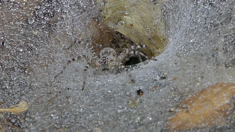 spider on cobweb in tropical rain forest