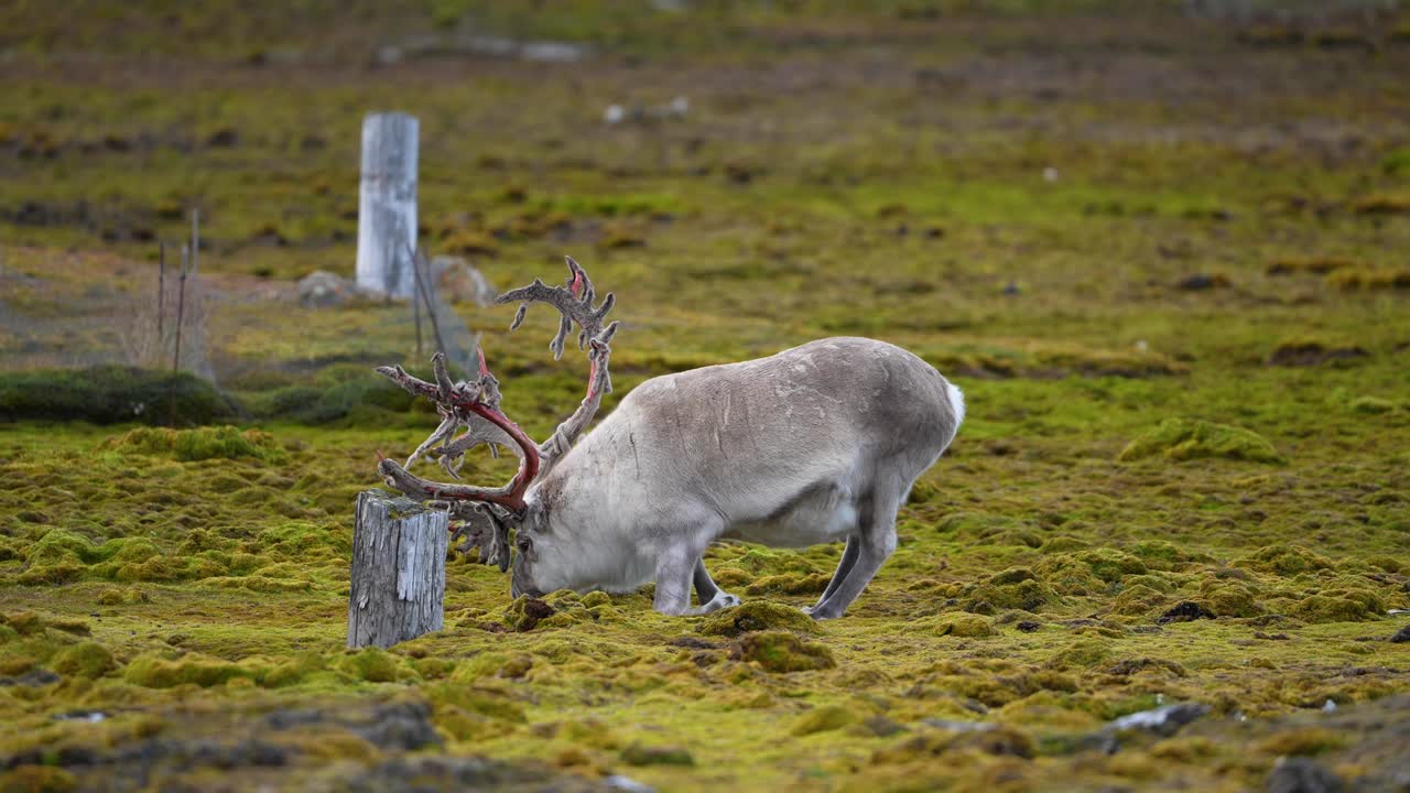 Svalbard-rensdyr græsser på grønne græsgange, slowmotion.