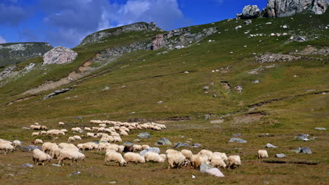 Sheep grazing in a lush mountain pasture. Flocks of sheep graze peacefully in a vibrant green pasture under a clear blue sky in the mountains