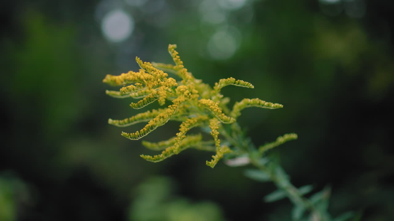 Autumn tree branch with yellow green leaves swaying in gentle breeze, soft blurred forest background, tranquil nature close focus, delicate motion evokes calm mood for relaxation, seasonal detail