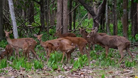 the eld's deer is an endangered species due to habitat loss and hunting