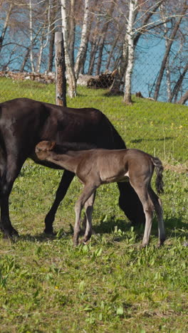 colt sucks dam milk near other horse family on field grass with mesh fence slow motion. domesticated mare with small suckling among herb at ranch paddock