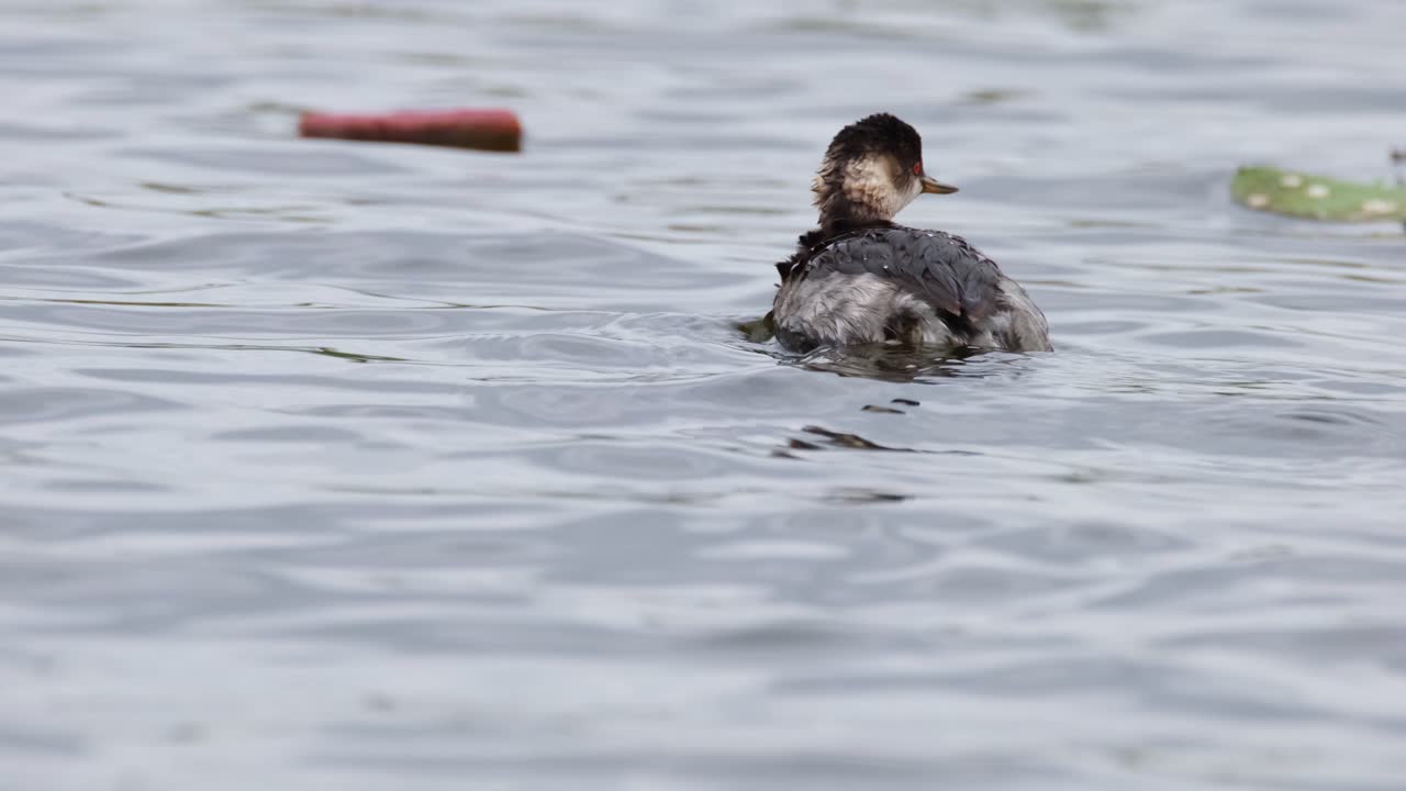 somormujo cuellinegro, podiceps nigricollis, plumaje no reproductivo adulto