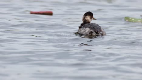 black-necked grebe, podiceps nigricollis, adult non-breeding plumage