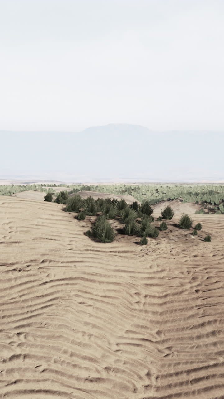 paisaje desértico con plantas