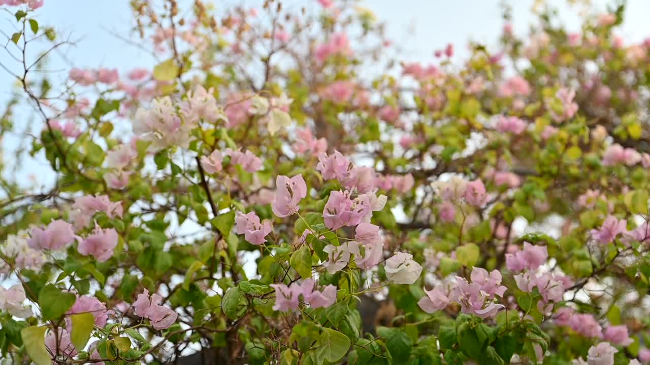 꽃이 피는 부겐빌라 꽃, 뒷마당에 밝은 분홍색 종이 꽃