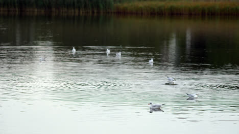 Escena-Tranquila-Del-Lago